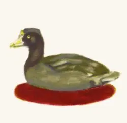 Poule