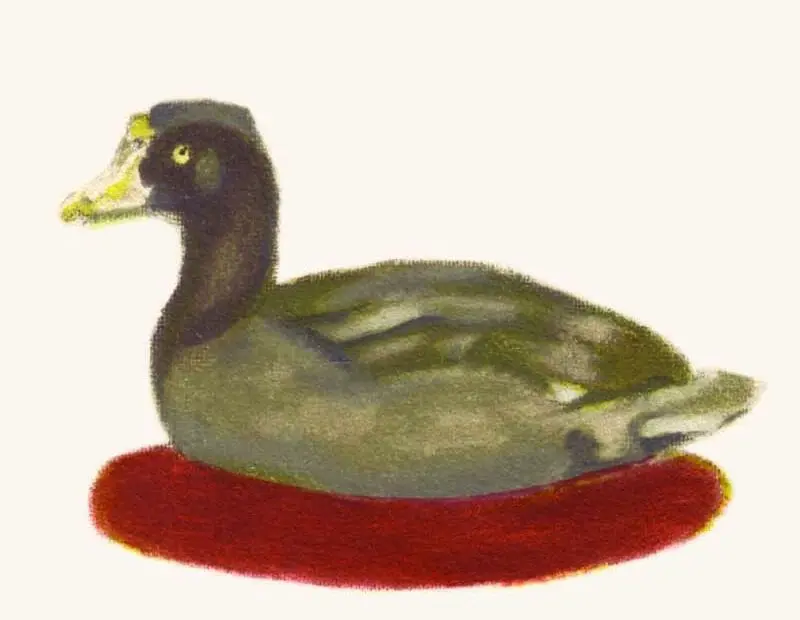 Poule