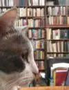 Lib_David_Mason_chat_2-1