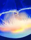 Longchamps_164_meduse_W