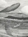 Baleines à bosse, The Royal Natural History, 1885.