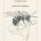 LQ Boudreau_Une-abeille_Noroit_WEB